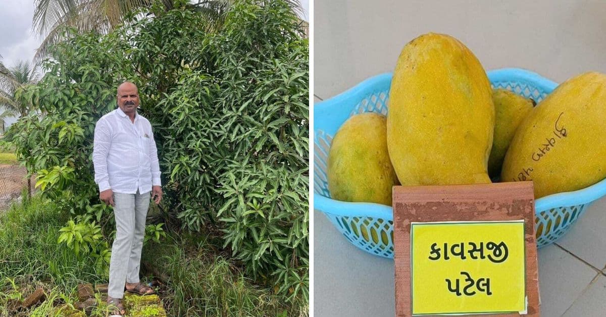 Rare ‘Cawasji Patel’ mango revived by Satara farmers after a century