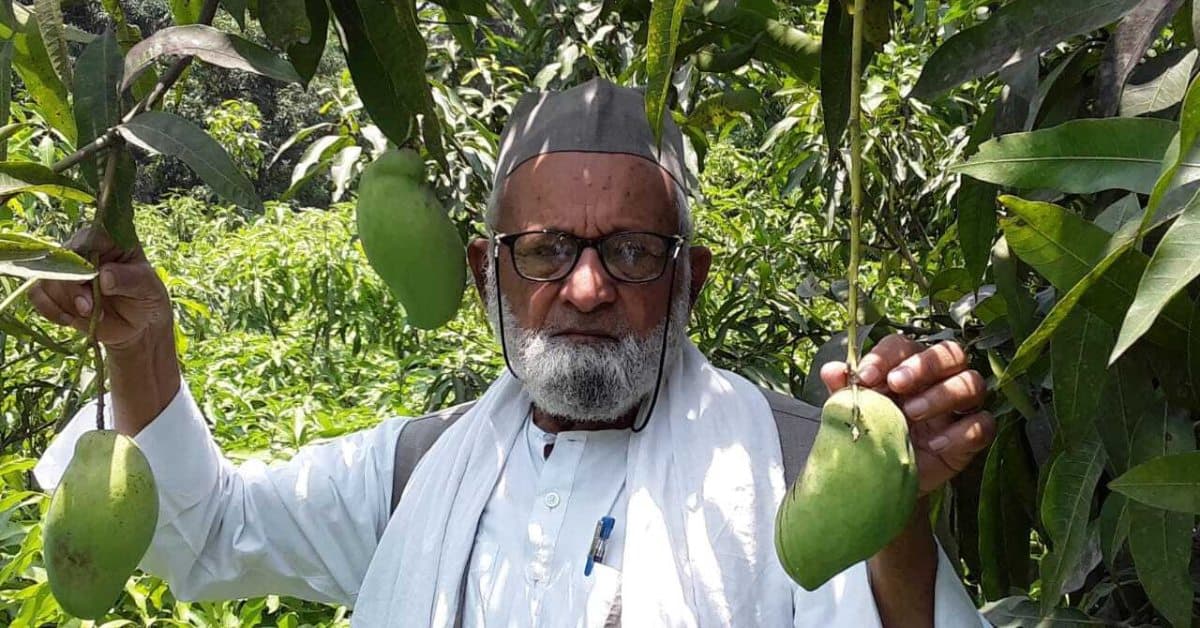 ‘Mango Man’ Grafts 350 Varieties Onto One Tree