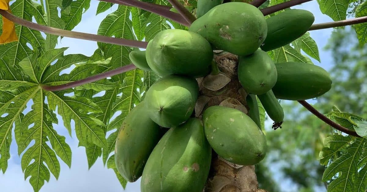 Grow Sweet Papayas on Your Balcony This Monsoon