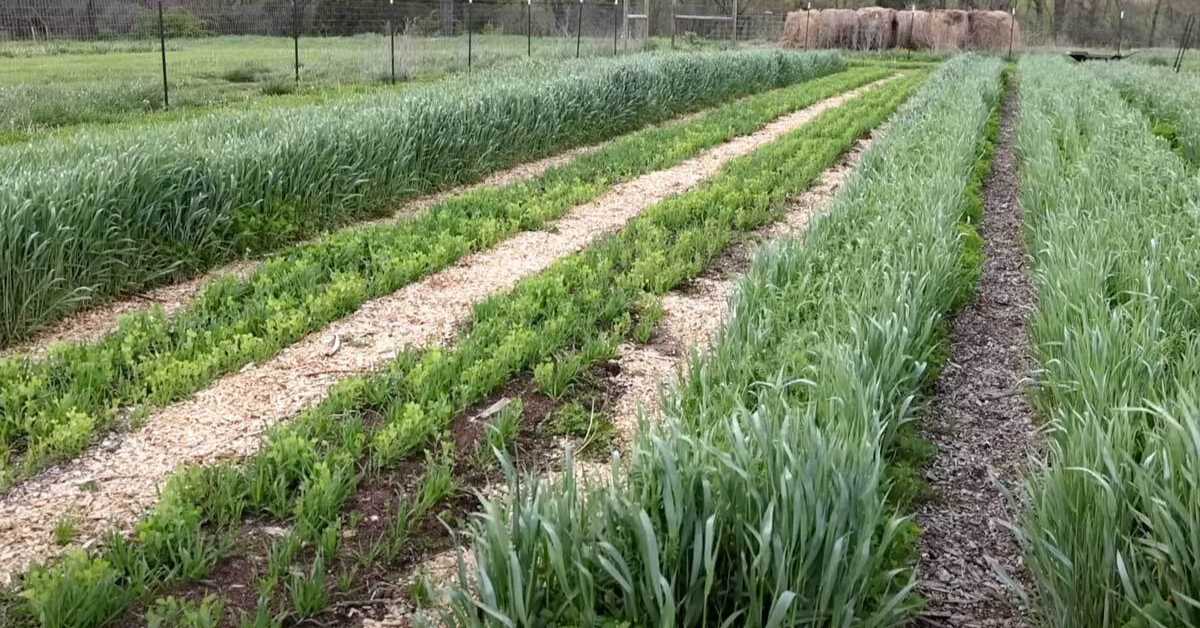 Cover Crops Help Farmers Cut Costs & Boost Soil