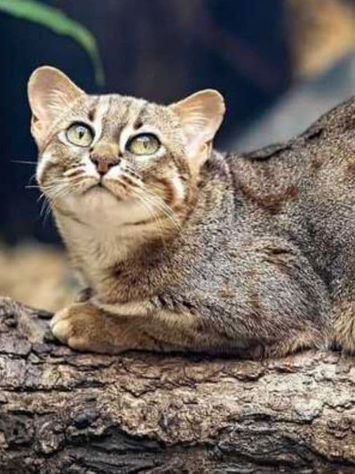 Rusty-Spotted Cat Discovery Puts Purulia on India’s Wildlife Map