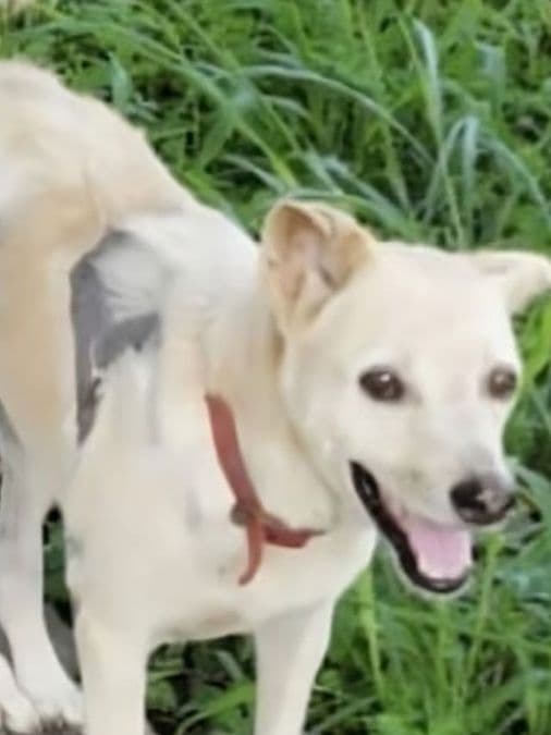Why This Village in Kerala Honoured a Stray Dog With a Statue Just Like Hachiko