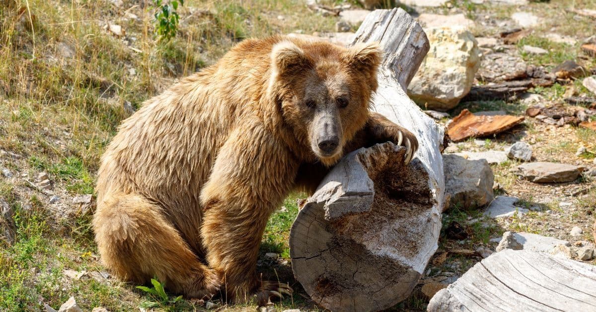 In Zanskar, People and Himalayan Brown Bears Learn to Coexist