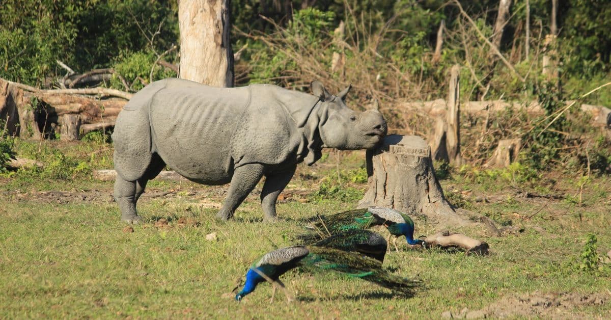 The Poachers Who Switched Sides and Saved Manas National Park