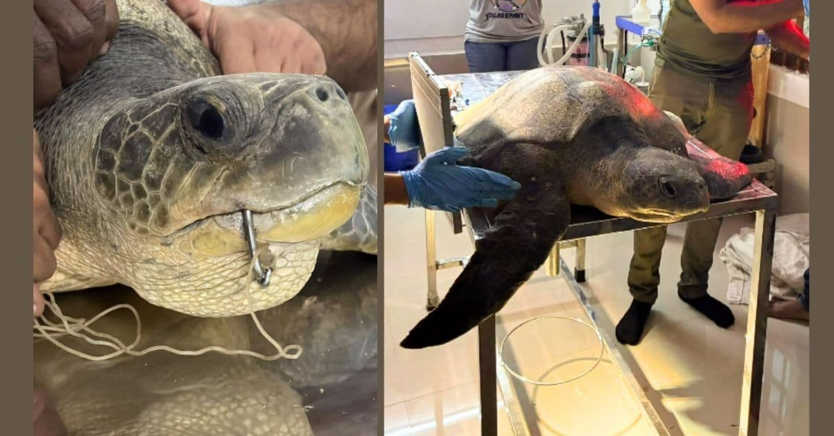 Chennai vets treat injured Olive Ridley turtle and release it back into the sea